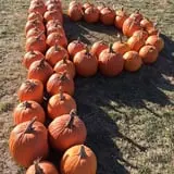 Colony Pumpkin Patch photo