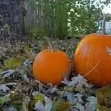 Colony Pumpkin Patch photo