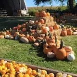 Colony Pumpkin Patch photo