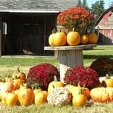 Colony Pumpkin Patch photo