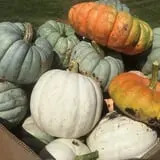 Colony Pumpkin Patch photo