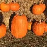 Colony Pumpkin Patch photo