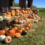 Colony Pumpkin Patch photo
