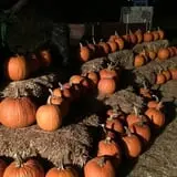 Colony Pumpkin Patch photo
