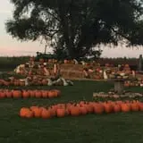 Colony Pumpkin Patch photo