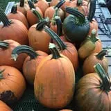 Colony Pumpkin Patch photo