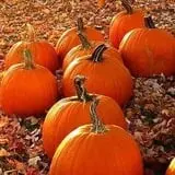Colony Pumpkin Patch photo