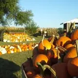 Colony Pumpkin Patch photo