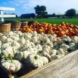 Colony Pumpkin Patch photo
