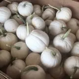 Colony Pumpkin Patch photo