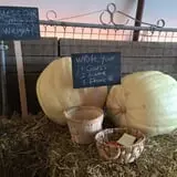 Colony Pumpkin Patch photo