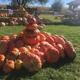 Colony Pumpkin Patch photo