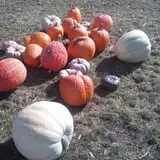 Colony Pumpkin Patch photo