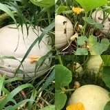 Colony Pumpkin Patch photo