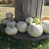 Colony Pumpkin Patch photo