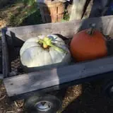 Colony Pumpkin Patch photo