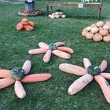 Colony Pumpkin Patch photo