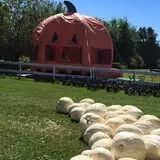 Colony Pumpkin Patch photo