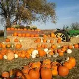 Colony Pumpkin Patch photo