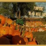 Colony Pumpkin Patch photo