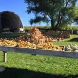 Colony Pumpkin Patch photo