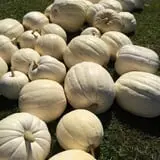 Colony Pumpkin Patch photo