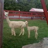 Silverman's Farm Pumpkin Patch photo