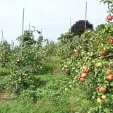 Silverman's Farm Pumpkin Patch photo