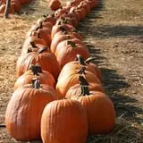 Silverman's Farm Pumpkin Patch photo