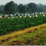 Porter's Patch photo