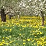 Wellwood Orchards photo