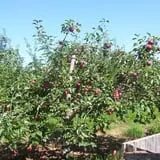 Wellwood Orchards photo