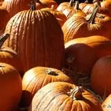 Wellwood Orchards photo