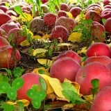Wellwood Orchards photo