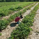 Wellwood Orchards photo