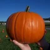 Pineland Farms photo