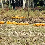 Pineland Farms photo