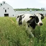 Pineland Farms photo