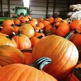 Pineland Farms photo