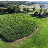 corn maze
