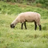 Pineland Farms photo