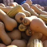 Pineland Farms photo