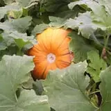 Pineland Farms photo