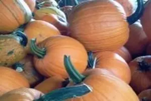 McGee Farm Pumpkins and Hayride
