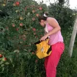 Maple Ridge Orchard photo
