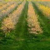 Maple Ridge Orchard photo