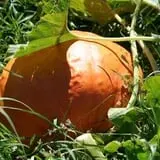 Maple Ridge Orchard photo