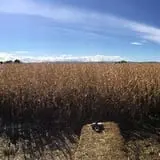 Montana Corn Maze photo