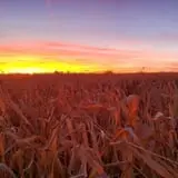 Montana Corn Maze photo