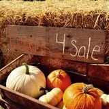 Montana Corn Maze photo